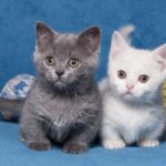 El precio de los gatos Munchkin: ¿Cuánto cuestan como mascotas?