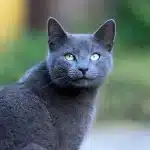 El precio promedio de un gato azul ruso como mascota.