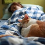 El significado de dormir con tu gato en la noche.