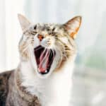 El significado del bostezo en los gatos: ¿Qué nos dicen?