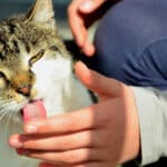 El significado detrás de los lamidos de tu gato mascota
