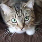 Enfermedades comunes en gatos callejeros: lo que debes saber.