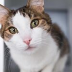Entendiendo el comportamiento de tu gato al mirarte desde la distancia