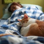¿Es saludable compartir la cama con el arenero del gato?
