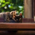 ¿Existe una relación entre el color del pelaje y la inteligencia de los gatos domésticos?