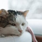 Expectativa de vida en gatos con cáncer: ¿Cuánto tiempo pueden vivir?