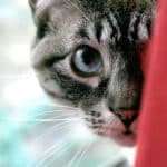 Factores estresantes comunes en gatos domésticos