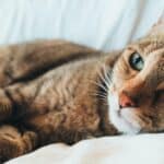 Factores que causan aburrimiento en los gatos como mascotas