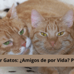 Fomentando la amistad entre gatos: consejos prácticos