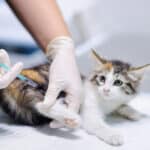 Frecuencia de la rabia en gatos: ¿Qué tan común es?