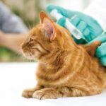 Frecuencia de vacunación recomendada para gatos como mascotas.