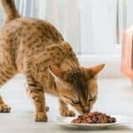 Frecuencia ideal para alimentar a un gato como mascota.