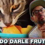 Frutas que no son seguras para los gatos: conócelas aquí.