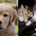 Gato vs Perro: ¿Cuál es la mejor mascota para ti?