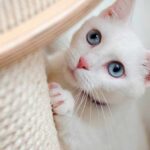 Gatos blancos con ojos azules: ¿Cuál es su nombre?