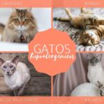 Gatos hipoalergénicos: razas ideales para personas alérgicas.