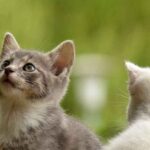 ¿Gatos o gatas son más limpios como mascotas?