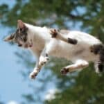 Gatos parándose en dos patas: ¿Cuál es la razón detrás de este comportamiento?