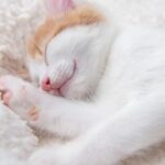 Horas de sueño nocturno en gatos: ¿Cuántas necesitan?