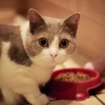 Ideas para desayunos saludables para tu gato mascota.