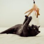 Ideas para distraer a tu gato y evitar su aburrimiento.
