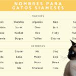 Ideas para nombres de gatos siameses.