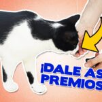 Ideas para premiar adecuadamente a tu gato de manera efectiva.