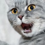 Identifica los factores que pueden enfadar a tu gato