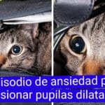 Identifica si tu gato padece ansiedad con estos consejos.