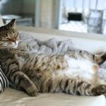 Identifica si tu gato tiene un abdomen inflamado.