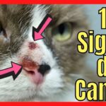 Identificando el cáncer en gatos: Síntomas y prevención.