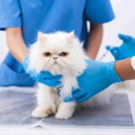 Importancia de la vacuna triple felina para la salud de tu gato