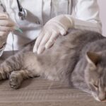 Importancia de la vacunación contra la rabia en gatos domésticos