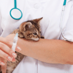 Importancia de la vacunación en gatos: Duración sin protección