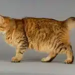 La apariencia de la panza de un gato con sobrepeso