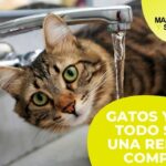 La cantidad adecuada de agua para un gato como mascota.