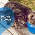 La cantidad diaria de agua que necesita un gato como mascota