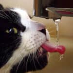 La duración de vida de un gato sin beber agua.