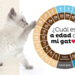 La edad de un gato con 11 años: todo lo que debes saber.