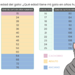 La Edad de un Gato de 11 Años: ¿Cómo Calcularla?