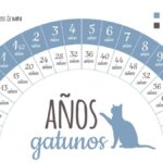 La Edad de un Gato de 14 años: ¿Cuántos Años Tiene Realmente?