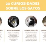 La edad mental de los gatos: ¿Cómo se compara con la humana?