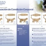 La esperanza de vida de un gato obeso: ¿Qué debes saber?