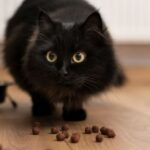 La expectativa de vida de los gatos negros: ¿Cuánto tiempo pueden vivir?