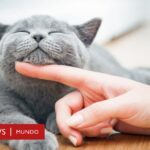 La experiencia del gato al ser acariciado: ¿Qué siente?