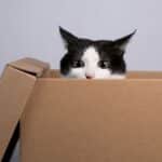 La fascinación de los gatos por las cajas de cartón.