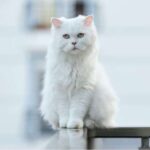 La fascinación del gato blanco: ¿Por qué es tan atractivo?