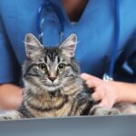 La frecuencia de la rabia en gatos ¿Qué tan común es?