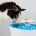 La frecuencia recomendada para cambiar el agua de los gatos