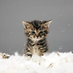 La gravedad de la alergia a los gatos: ¿Qué debes saber?